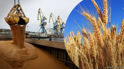 Агроэкспорт Украины рухнул на 25%: грозит ли гривне новый скачок доллара уже этой осенью